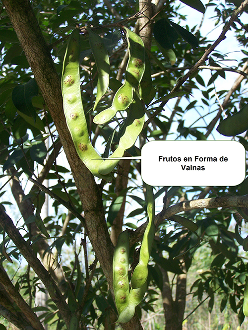 satacaballo-frutos-(1)