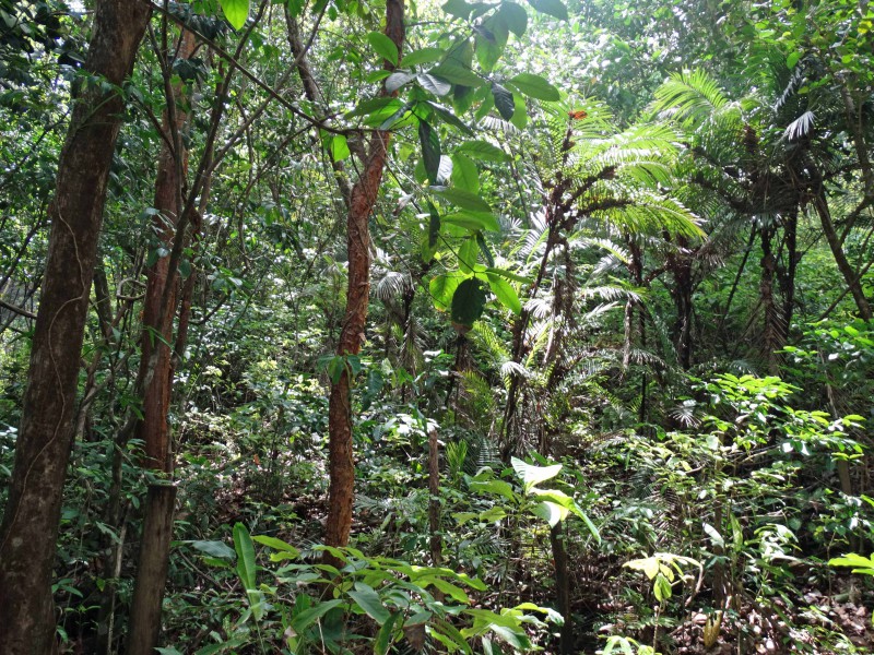 Costa Rica forests and global climate change - Titi Conservation Alliance